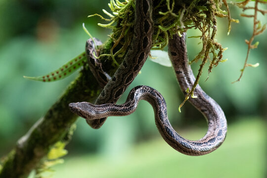 View of a brown patterned snake coiled around a moss-covered tree branch in the lush rainforest of Costa Rica.