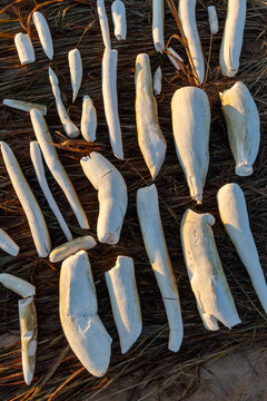Peeled root vegetables dry in the sun, Tsiribihina, Madagascar