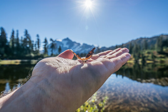 View of a butterfly resting on a hand with Mount Baker in the background near a lake in Whatcom County, Washington, United States.