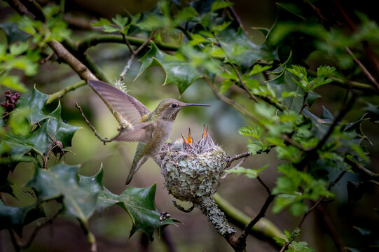 View of an Anna's hummingbird feeding its chicks in a small, lichen-covered nest nestled among green holly leaves in Richmond, British Columbia, Canada.
