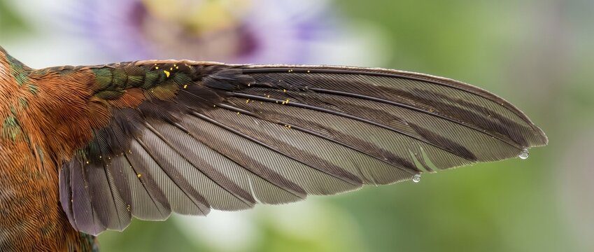 Hummingbird Wing Detail: An extreme close-up shot showcases the intricate details of a hummingbird's iridescent wing, feathers shimmering with metallic hues against a soft, blurred floral background.