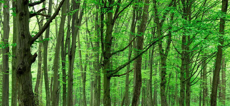 beautiful green forest in spring
