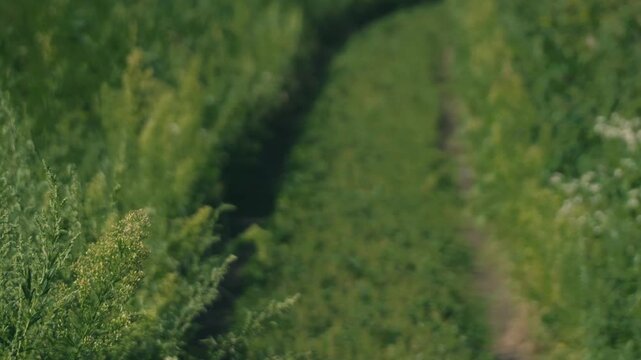 Close-Up of a Rural Road with Tire Tracks in a Sunlit Grassland
