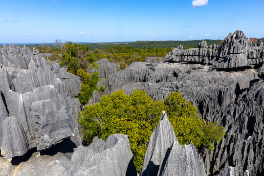 Tsingy pinnacles cluster beneath a blue sky, Grand Tsingy, Madagascar