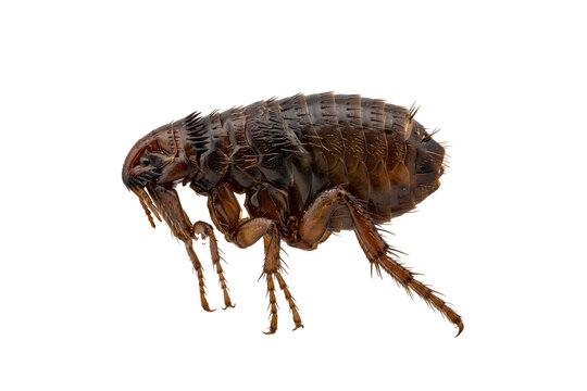 Flea insect isolated graphic element with transparent background for medical illustration