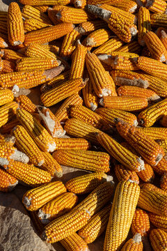 Pile of harvested corn cobs drying, Antsirabe, Madagascar