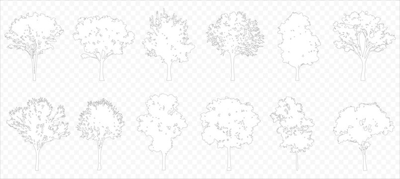 Vector trees in elevation view for use in architectural drawings isolated on transparent background