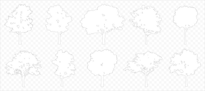 Vector trees in elevation view for use in architectural drawings isolated on transparent background
