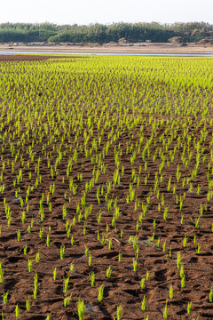Rice paddy field near a river, Tsiribihina, Madagascar