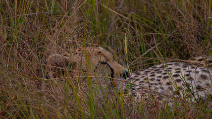 Cheetah Sleeping © creativebrosis
