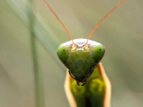Mantis face close-up, green, detailed, and intense