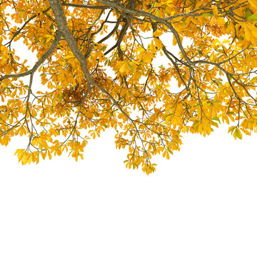 Yellow autumn tree branches and leaves framing top border isolated on transparent background