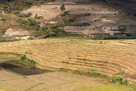 Aerial view of rice paddies with farmers, Ambalavao, Madagascar
