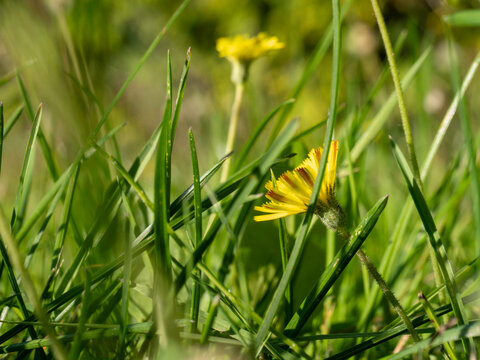Yellow flower blooms softly in green grass