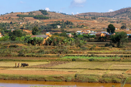 Farmers plowing a rice field with zebu, Ambatolampy, Madagascar