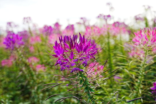 Beautiful pink cleome spider flowers blooming in full bloom with green nature background - 満開に咲く鮮やかなピンクの花 クレオメ セイヨウフウチョウソウ