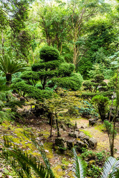 subtropical vegetation in Batumi Botanical Garden