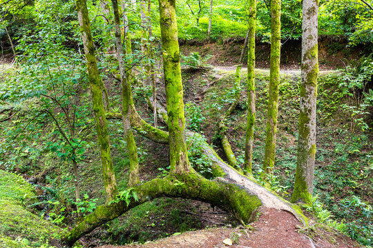 trunks of tulip trees in Batumi Botanical Garden