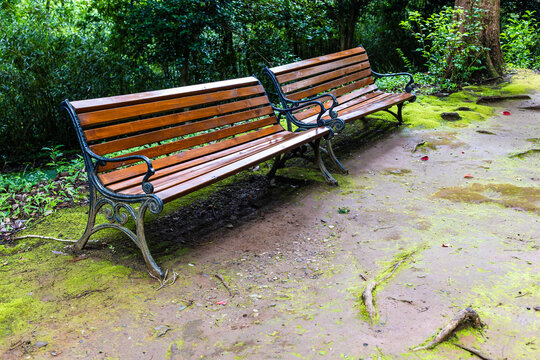 wet wooden benches in Batumi Botanical Garden