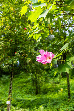 Hibiscus bloom close-up in Batumi Botanical Garden
