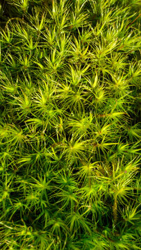 Close-up macro of bright green moss with star shaped leaves. Polytrichum. 
