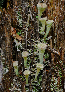 Close-up macro of trumpet shapre lichen cup on an old stump

