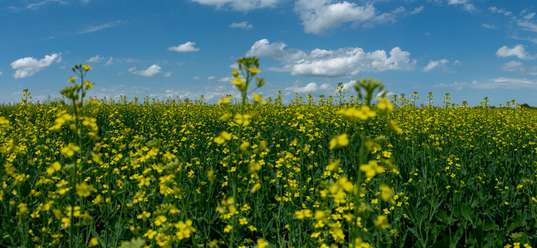 Panorama of blue summer sky with white clouds and a foreground of bright yellow canola flowers
