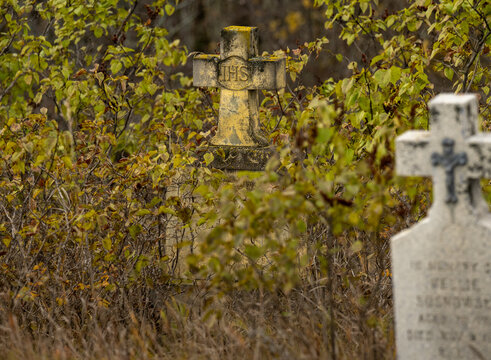 Haunting view of an old weathered headstone surrounded by dead looking shrubs with yellowed leaves
