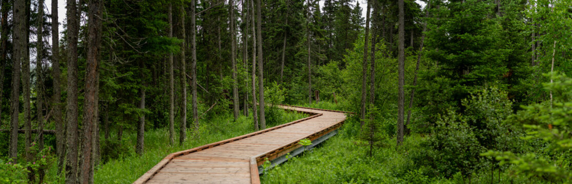 Looking along a new wooden elevated walkway through a lush green park spruce forest
