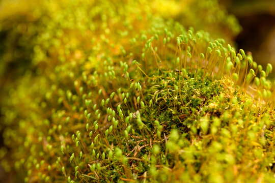 Close-up macro of bright yellow and green moss seed heads with an isolated depth of field
