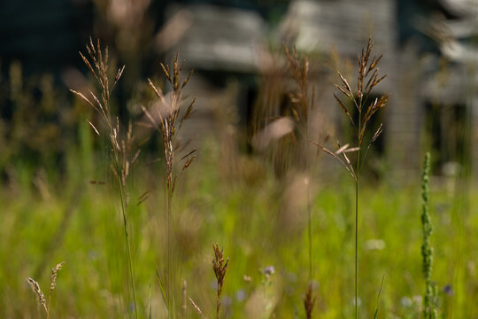 Dry grass seed heads with an old of focus background with old wooden farmhouse
