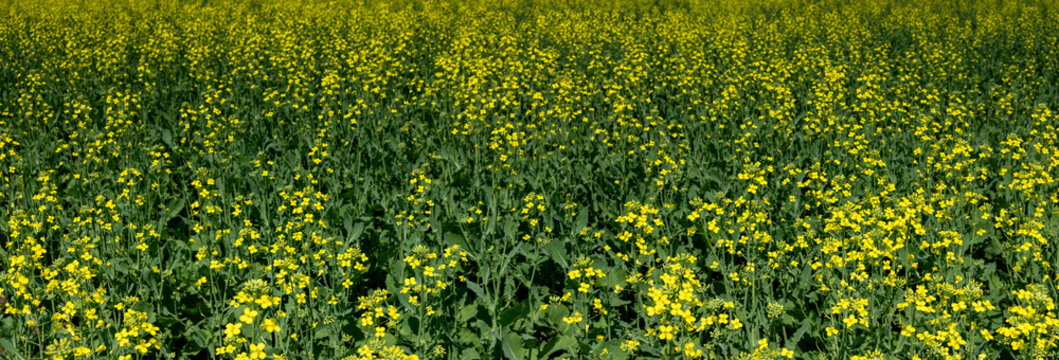 Panorama of bright yellow canola flowers and green leaves filling the frame
