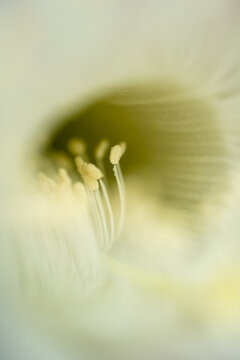 Close-up macro of stamens in a white catus flower with a very isolated range of focus
