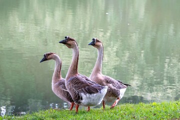 swan geese anser cygnoides a large slender necked rare goose on the river bank at Lussac Les Chateaux France © Penny