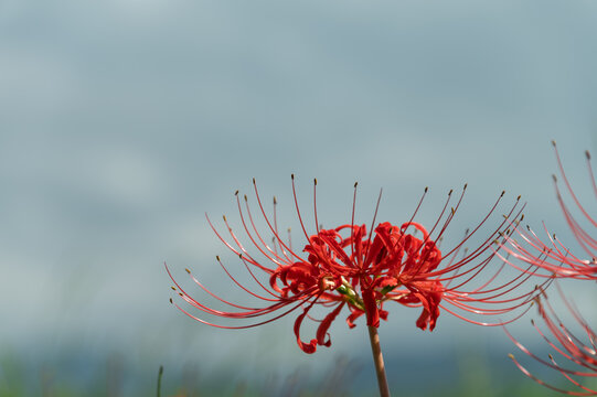Close up macro shot of vibrant red spider lily petals blooming against soft blue sky in autumn