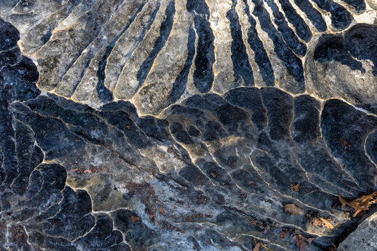 Wind carved tsingy limestone pattern, Petit Tsingy, Madagascar
