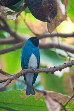 Vibrant Blue Turquoise Tanager Perched Under Tree Canopy.