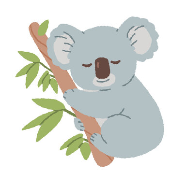 Cute sleeping koala bear hugging eucalyptus tree branch. Hand drawn vector illustration