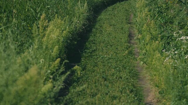Close-Up of a Rural Road with Tire Tracks in a Sunlit Grassland
