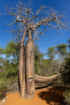 Twin baobab trees growing together, Ifaty, Madagascar