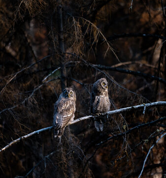 View of two Great Grey Owls perched on a branch in a dark forest setting in Merritt, British Columbia, Canada.