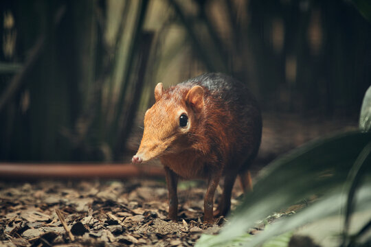 Black and Rufous Elephant Shrew Foraging on Forest Floor.