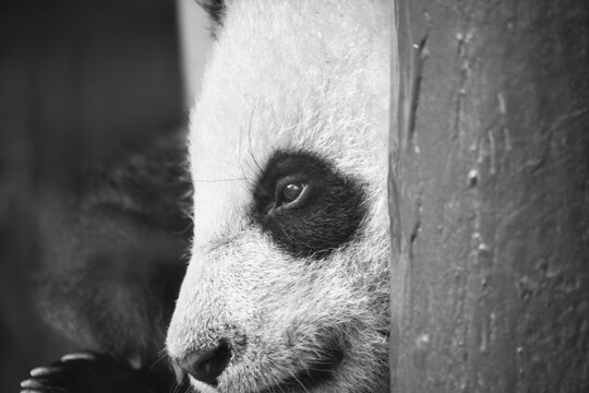 Black and White Portrait of a Giant Panda Behind a Trunk.