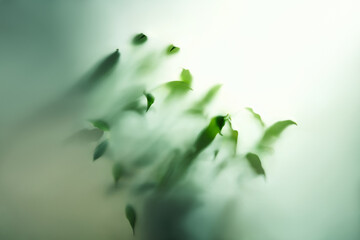 Fototapeta premium Blurred Green Leaves Behind Frosted Glass Abstract Nature Background blurred
