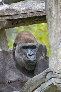 Calm Gorilla Resting Head on Wooden Structure.