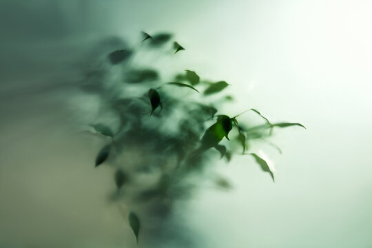 Abstract Dreamy Green Leaves with Soft Blur and Ethereal Light Background, blurred 