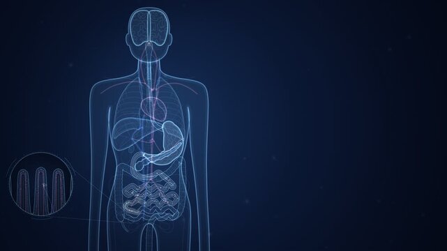GLP-1 Gut-Brain Satiety Signal Medical Animation