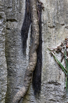 Hairy black roots draped on rock wall, Petit Tsingy, Madagascar