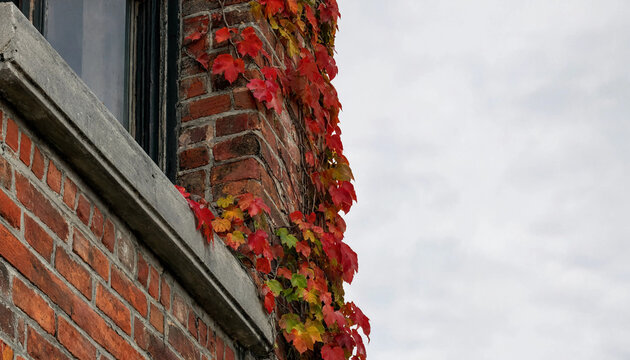 Red autumn ivy leaves creeping on old red brick wall exterior facade near window frame close up seasonal fall nature architecture background overcast sky copy space urban scene