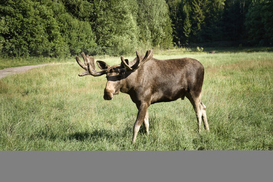Powerful Bull Moose with Large Antlers Walking on Green Meadow.